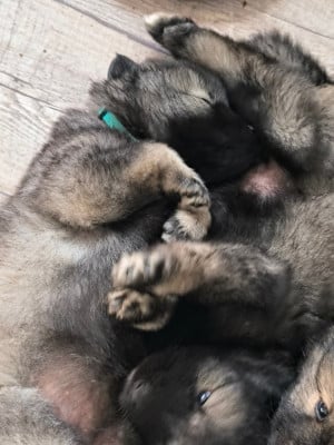 Les chiots de Eurasier