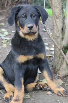 Les chiots de Berger de Beauce
