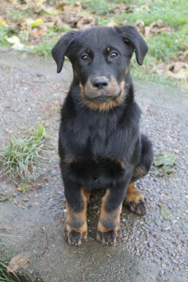 Les chiots de Berger de Beauce