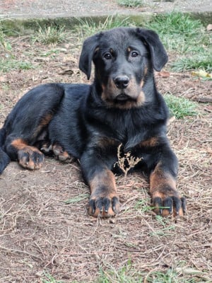 Les chiots de Berger de Beauce