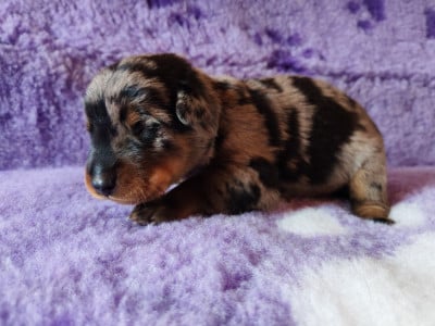 Les chiots de Berger de Beauce