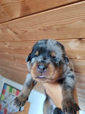 Les chiots de Berger de Beauce