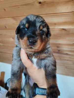 Les chiots de Berger de Beauce