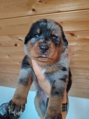 Les chiots de Berger de Beauce