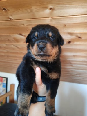 Les chiots de Berger de Beauce