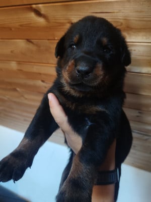 Les chiots de Berger de Beauce