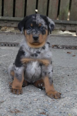 Les chiots de Berger de Beauce