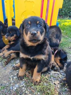 Les chiots de Berger de Beauce