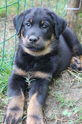 Les chiots de Berger de Beauce