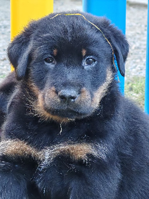 Les chiots de Berger de Beauce