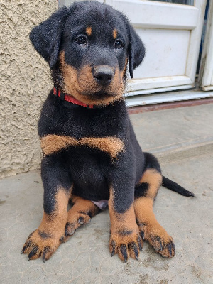 Les chiots de Berger de Beauce