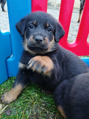 Les chiots de Berger de Beauce