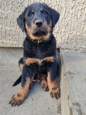 Les chiots de Berger de Beauce