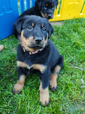 Les chiots de Berger de Beauce