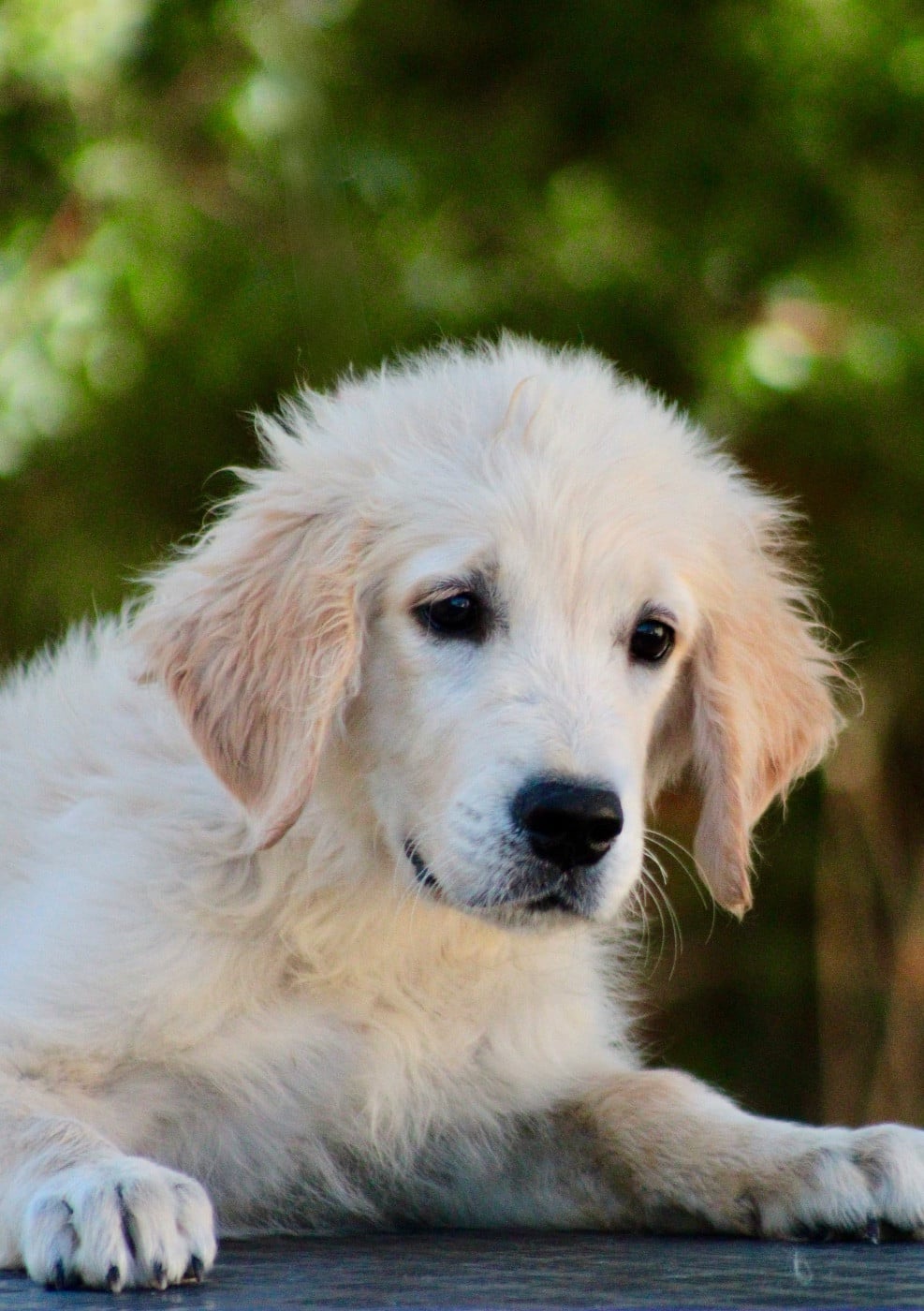 Golden Retriever - de la Foret de Montmaure