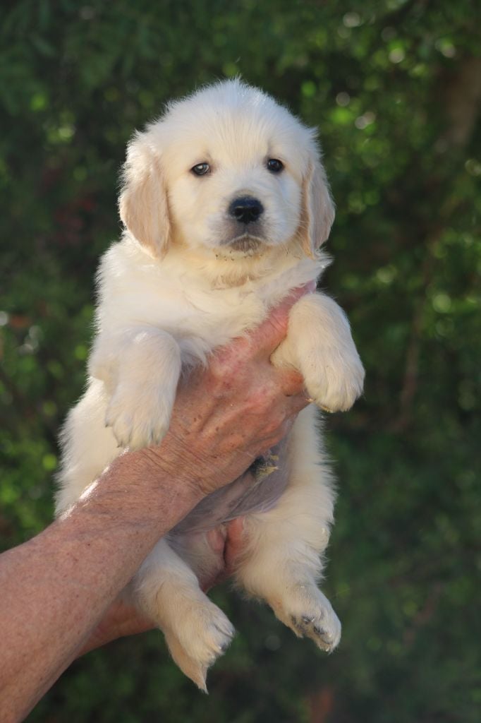 Golden Retriever - de la Foret de Montmaure