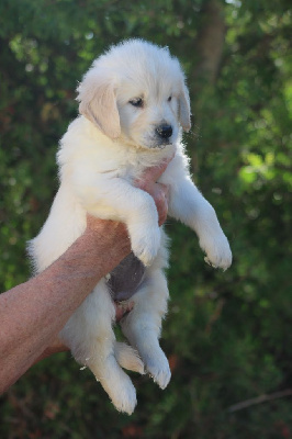 Les chiots de Golden Retriever