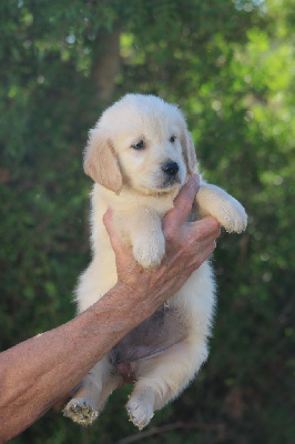 Les chiots de Golden Retriever