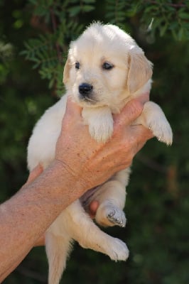 Les chiots de Golden Retriever
