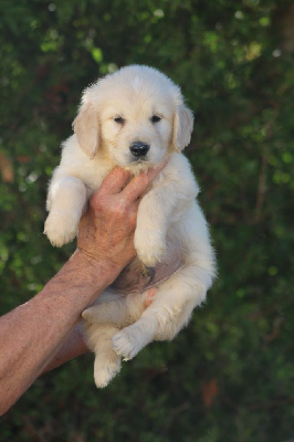 Les chiots de Golden Retriever