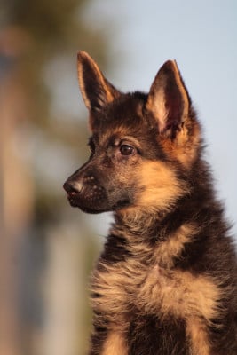 Les chiots de Berger Allemand