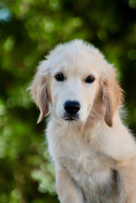 Les chiots de Golden Retriever