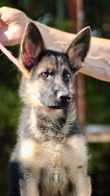 Les chiots de Berger Allemand