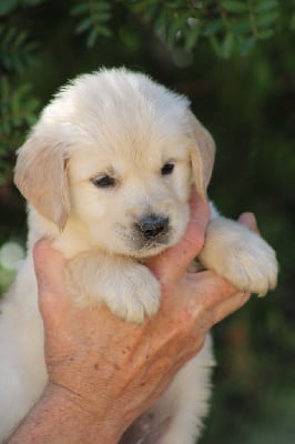 Les chiots de Golden Retriever