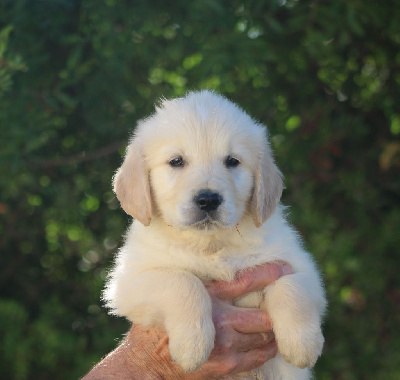 Les chiots de Golden Retriever