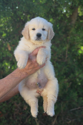 Les chiots de Golden Retriever