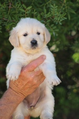 Les chiots de Golden Retriever