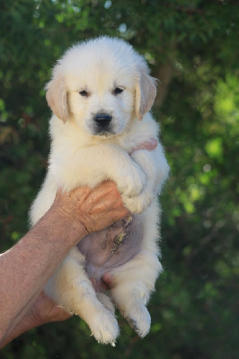 Les chiots de Golden Retriever