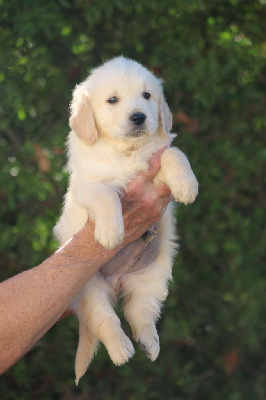 Les chiots de Golden Retriever