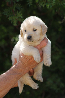 Les chiots de Golden Retriever