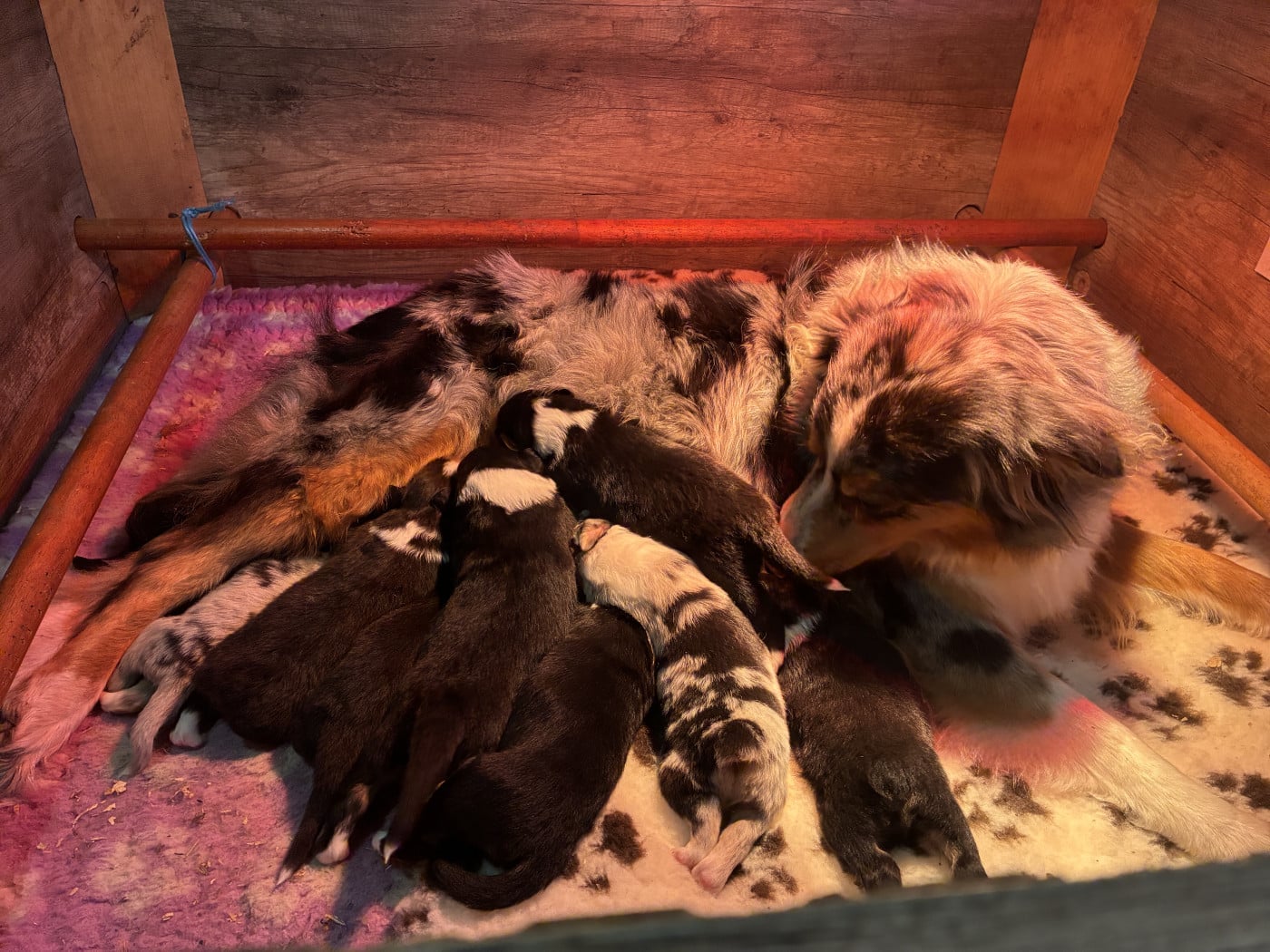 Berger Australien - De La Ferme Du Mistral