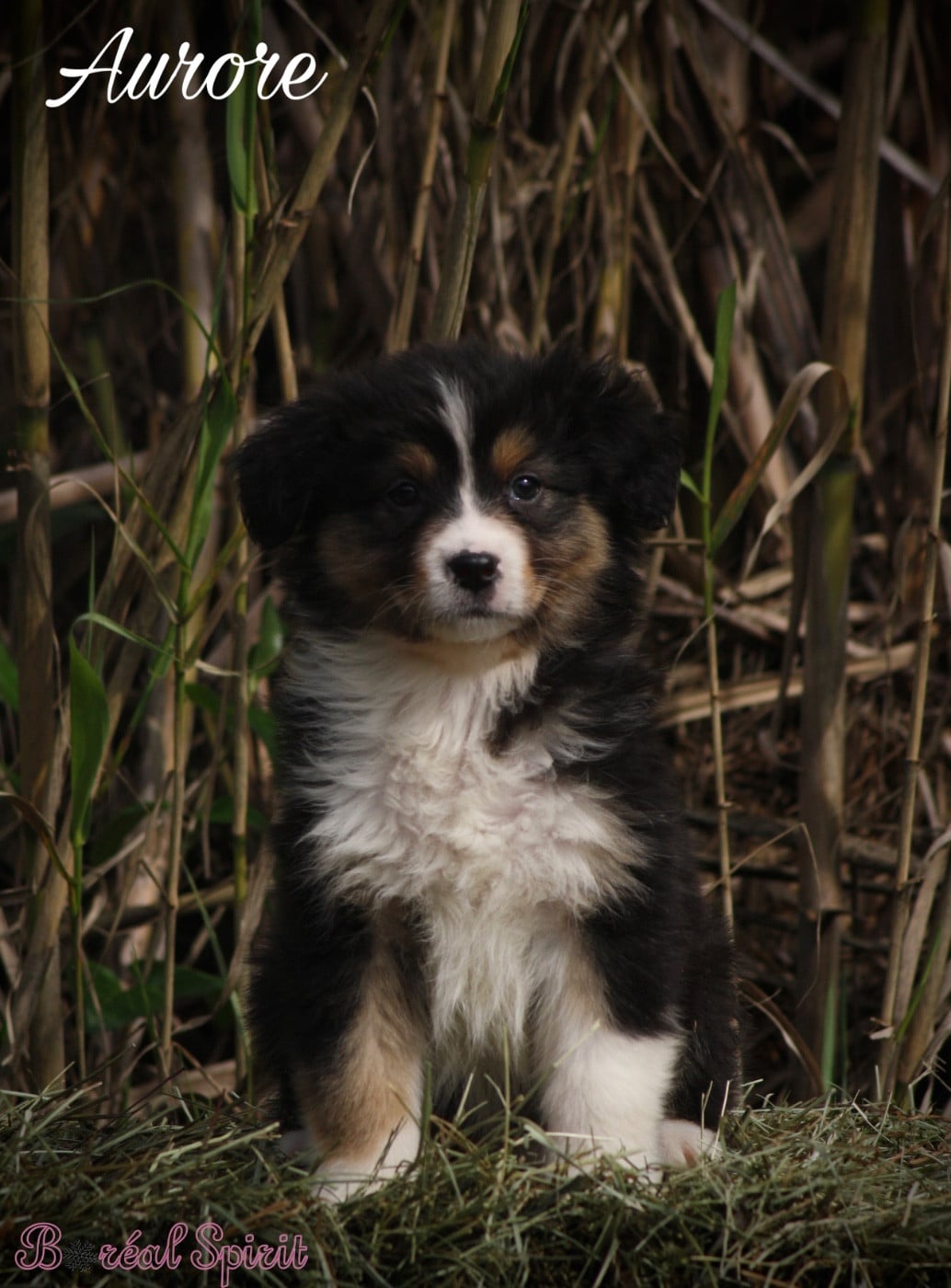 Boréal Spirit Aurore de La Ferme du Mistral - Berger Australien