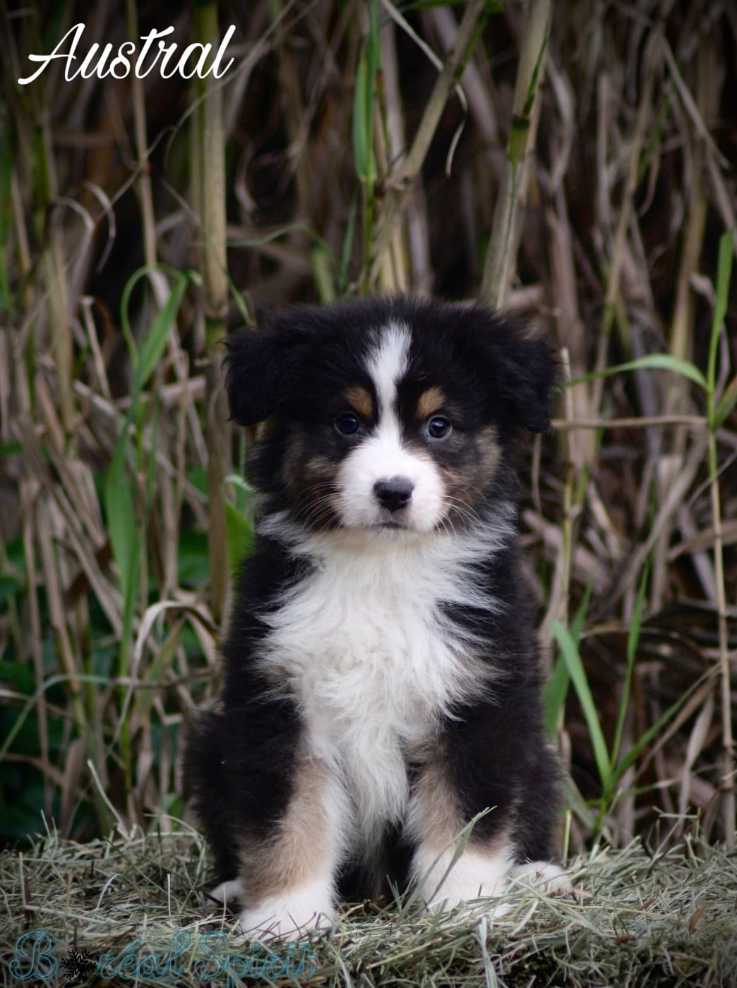Boréal Spirit Austral de La Ferme du Mistral - Berger Australien