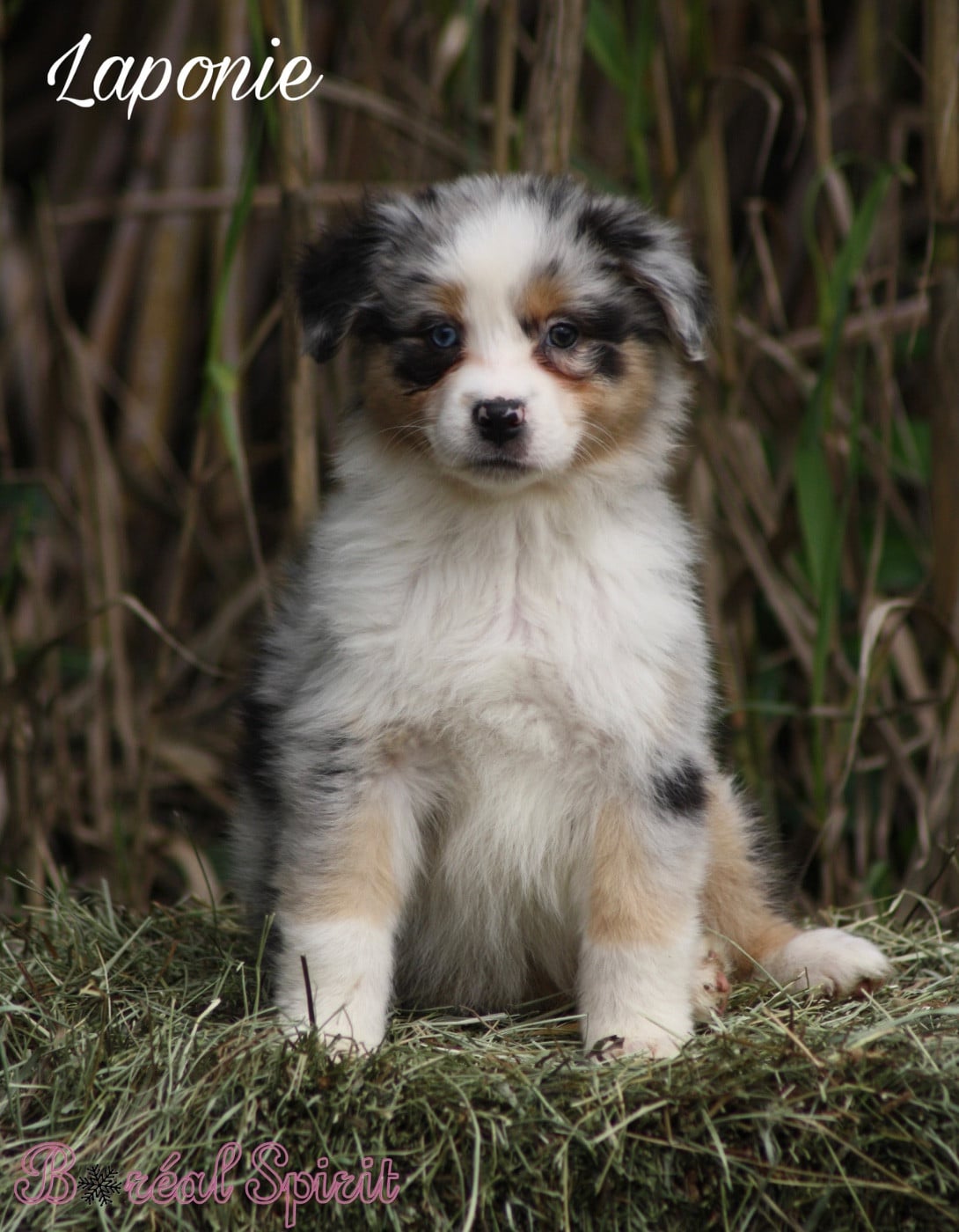 Boréal Spirit Laponie de La Ferme du Mistral - Berger Australien