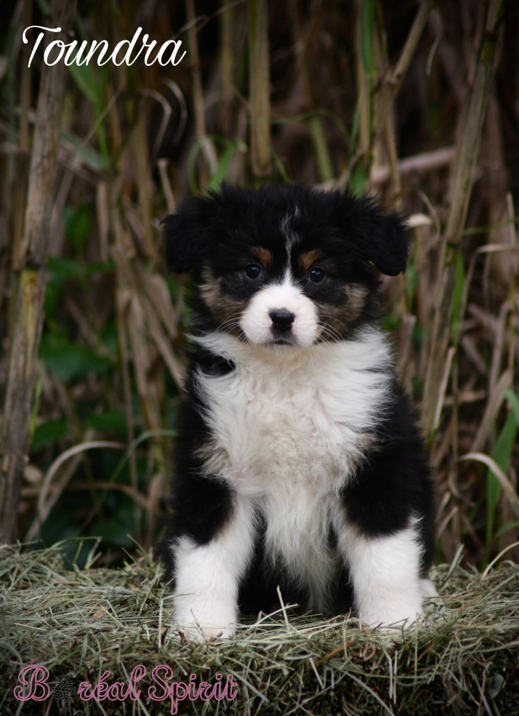 Boréal Spirit Toundra de La Ferme du Mistral - Berger Australien