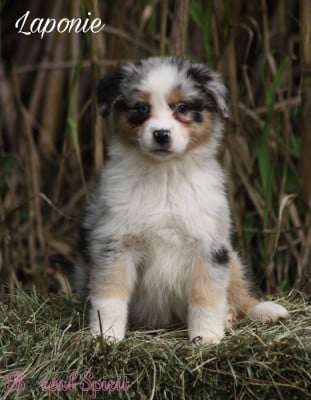 Boréal Spirit Laponie de La Ferme du Mistral - Berger Australien
