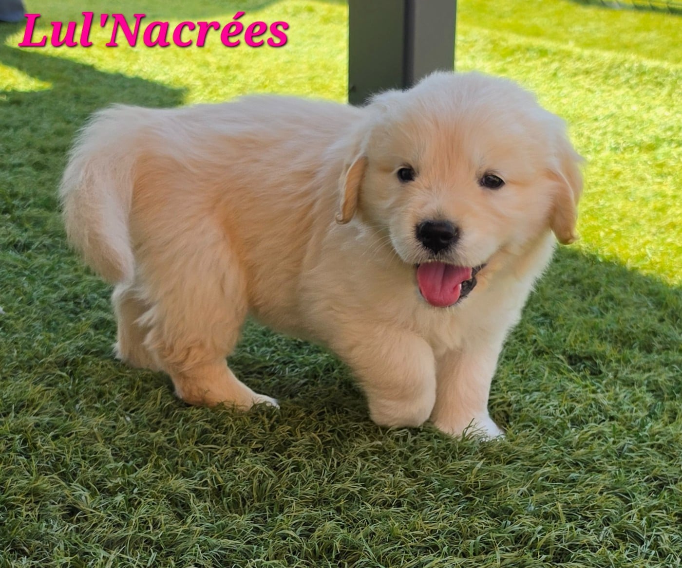 Golden Retriever - Lul'nacrees