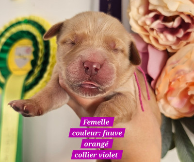 Les chiots de Golden Retriever