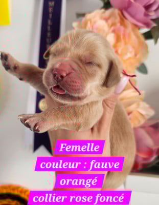 Les chiots de Golden Retriever