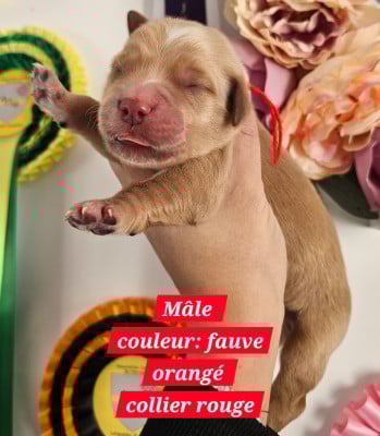 Les chiots de Golden Retriever