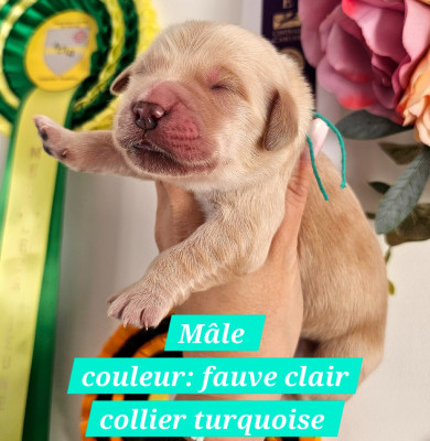 Les chiots de Golden Retriever