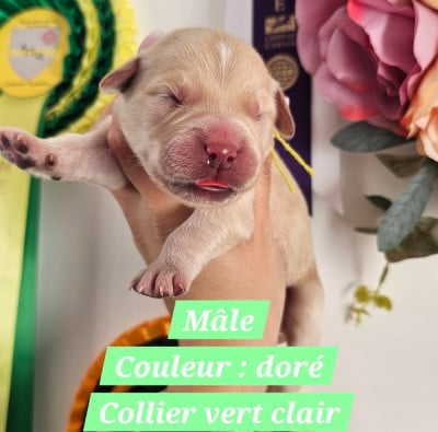 Les chiots de Golden Retriever