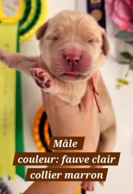 Les chiots de Golden Retriever