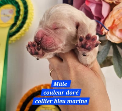 Les chiots de Golden Retriever