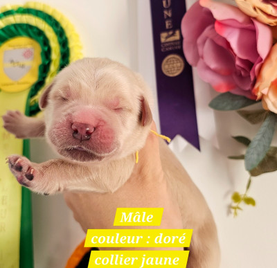 Les chiots de Golden Retriever