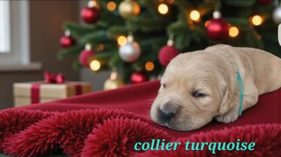 Les chiots de Golden Retriever